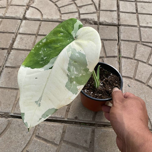 墨西哥恰帕斯香槟合果芋锦