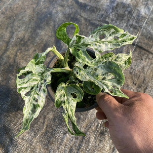 冰冻雀斑仙洞锦迷彩锦仙洞龟背薄荷锦洞洞龟背锦叶盆栽植物观叶