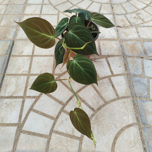 云母蔓绿绒Philodendron Micans室内北欧ins风绿植藤蔓植物垂吊