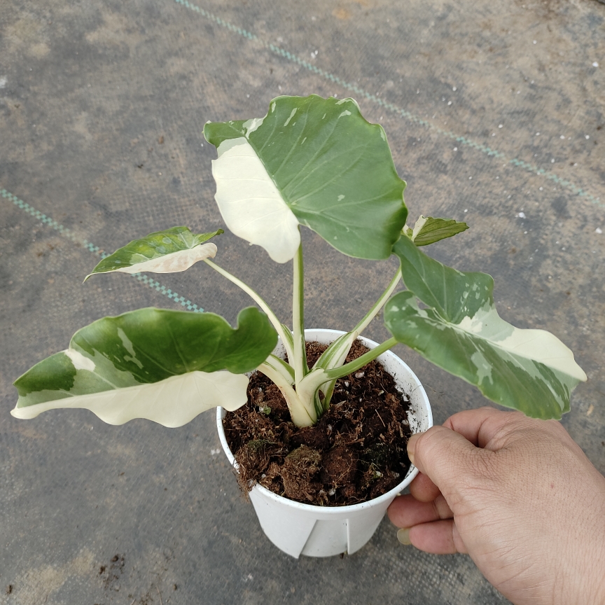 海芋冲绳银热亚海芋锦Alocasia Odora Okinawa Silver原种进口芋