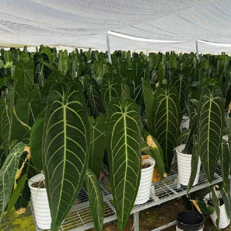 网红火鹤后花烛盆栽ins网红Anthurium Warocqueanum室内阳台绿植