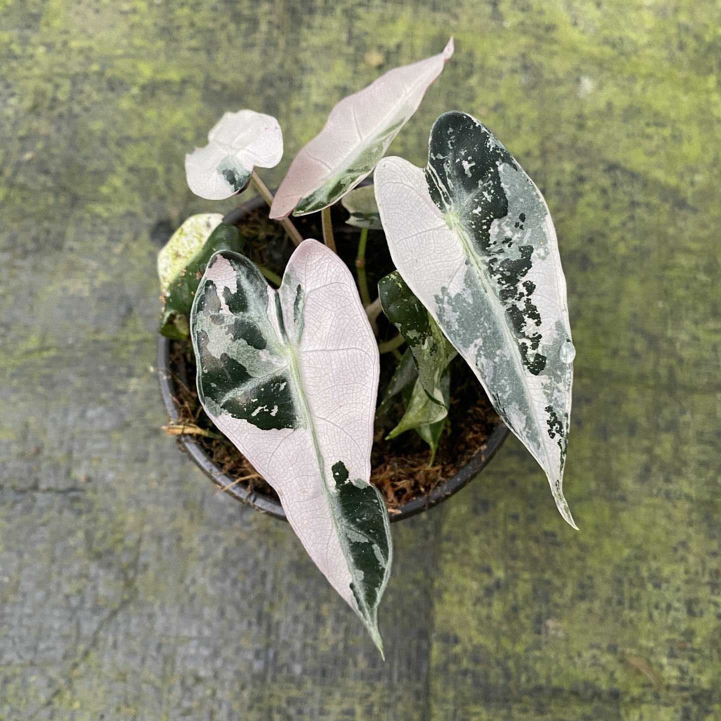 粉锦小仙女海芋锦Alocasia BambinoArrow variegated好养耐看彩色
