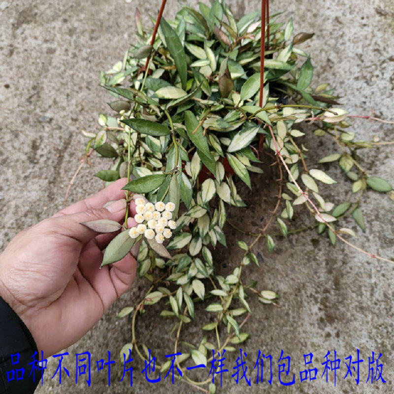 天涯球兰带花梗Hoyalacunosa variegata长叶裂瓣内锦室内垂吊花卉 - 实物图