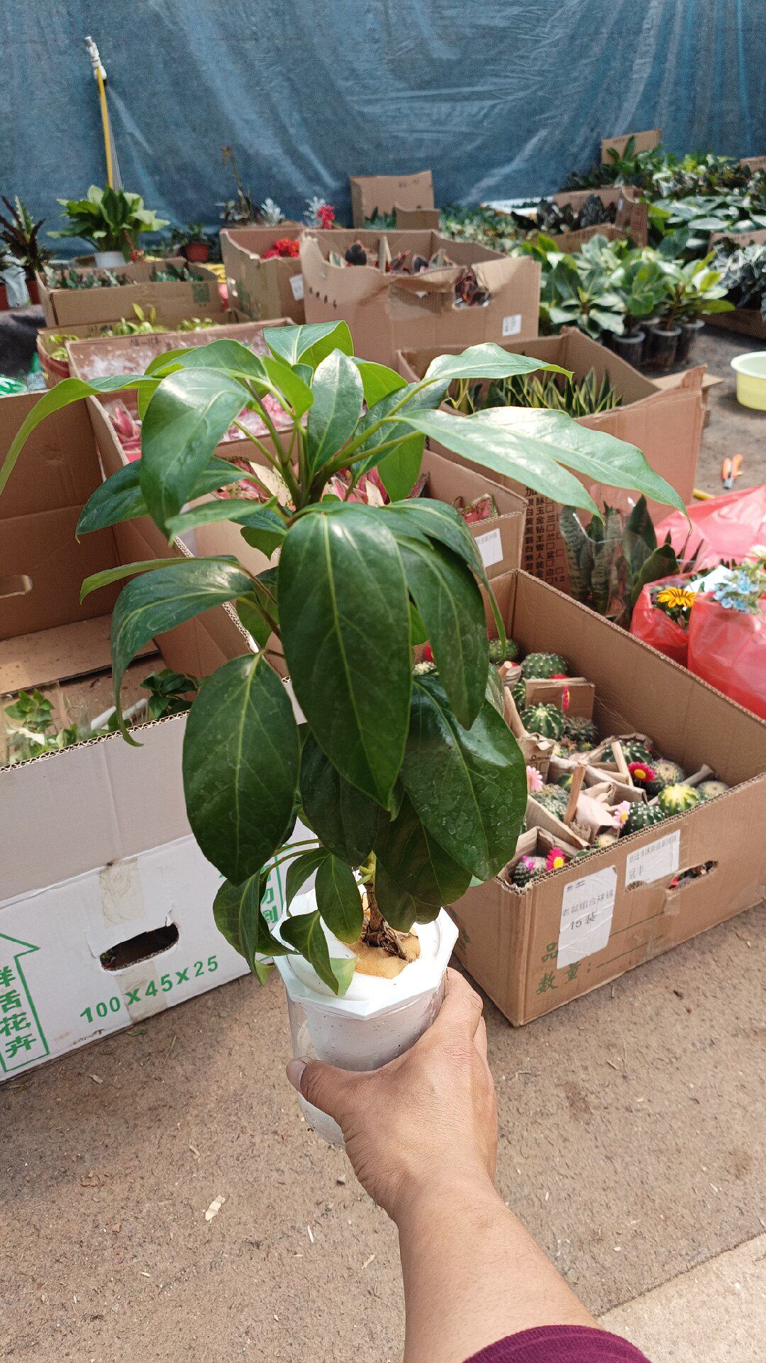 冠丰花卉秒杀 水培日本大叶伞保罗阿尔卑斯 满20元发货