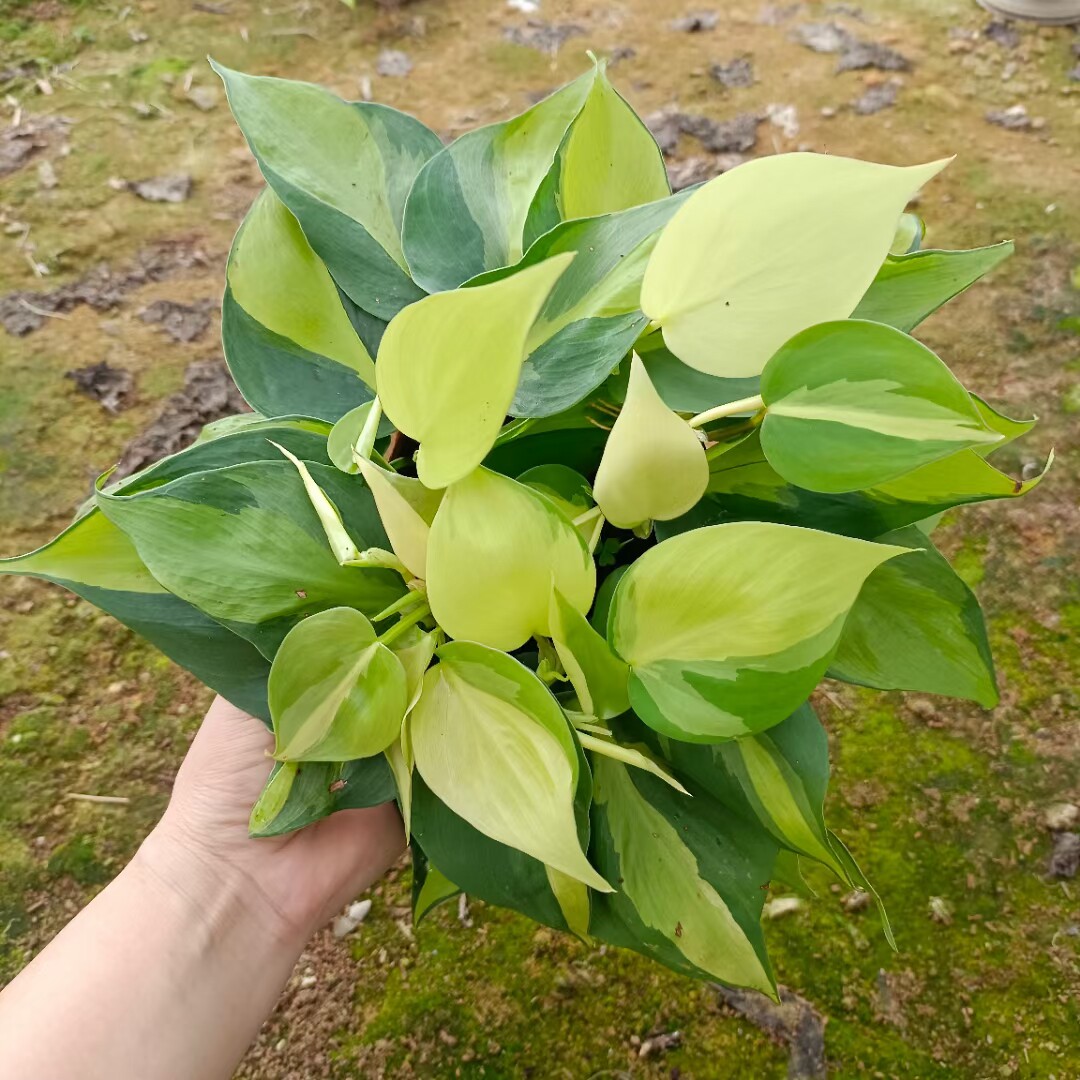 花叶杏叶藤锦蔓绿绒金心杏叶藤蔓绿绒垂吊绿植物室内盆栽北欧风