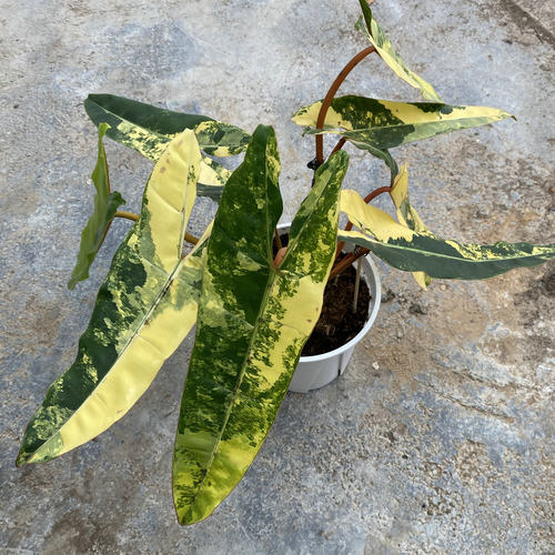 泰国橙柄锦蔓绿绒高端锦化植株