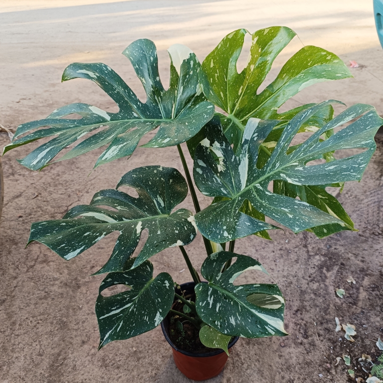 泰国洒金龟背网红热植ins好养耐热Monstera deliciosa进口热植