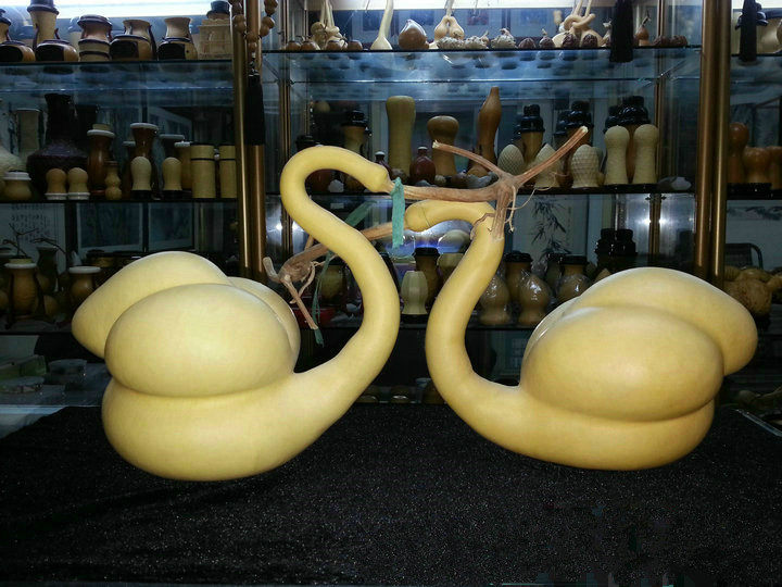 丰一阁文玩精品异形勒扎打结配对夫妻天鹅摆件葫芦匏器天然把件