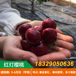 山东大樱桃树苗 红灯樱桃苗 嫁接樱桃苗当年结果盆栽地栽果树苗