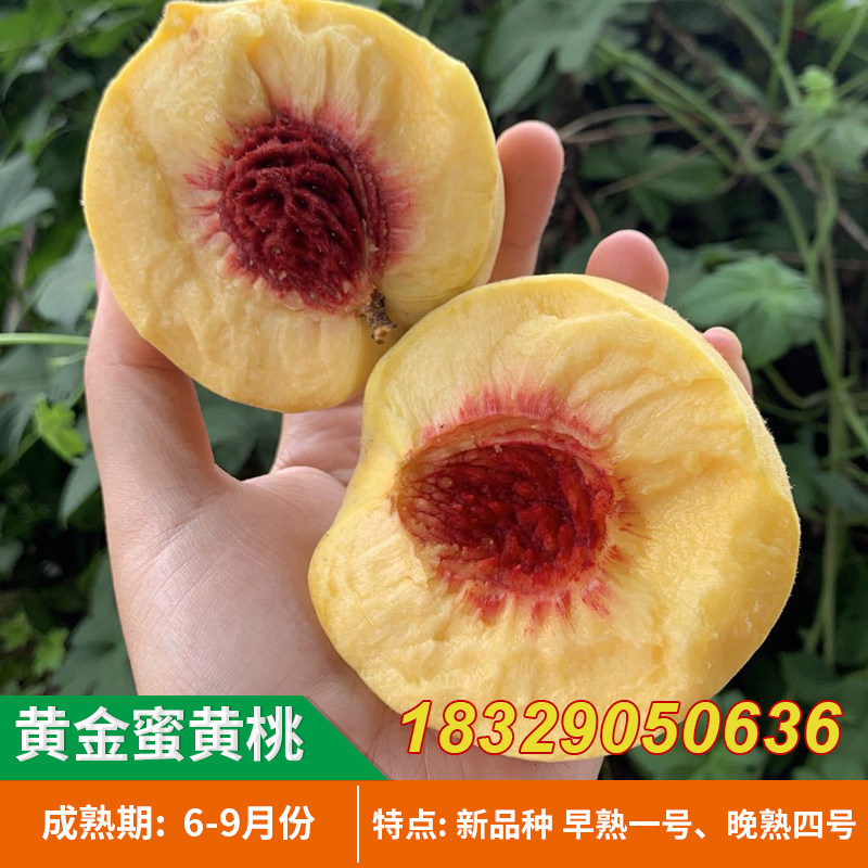 早熟黄金蜜1号桃树苗新品种黄桃树苗晚熟黄金蜜4号桃树苗脆甜大果