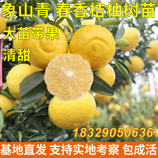 桔柚新品种春香桔柚树苗 兼有桔和柚的香气 柑橘树苗 象山青树苗