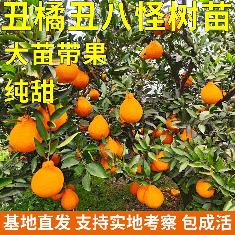 浙江不知火丑橘带土带叶带果丑八怪树苗春见耙耙柑橘地栽当年结果