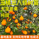 浙江不知火丑橘带土带叶带果丑八怪树苗春见耙耙柑橘地栽当年结果