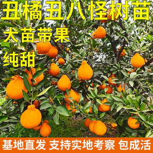 浙江不知火丑橘带土带叶带果丑八怪树苗春见耙耙柑橘地栽当年结果