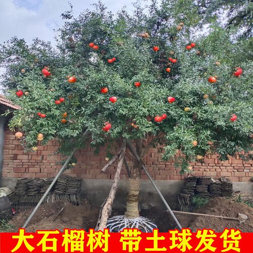 庭院别墅大石榴树树苗特大种植观赏石榴果树盆景带土石榴树老桩