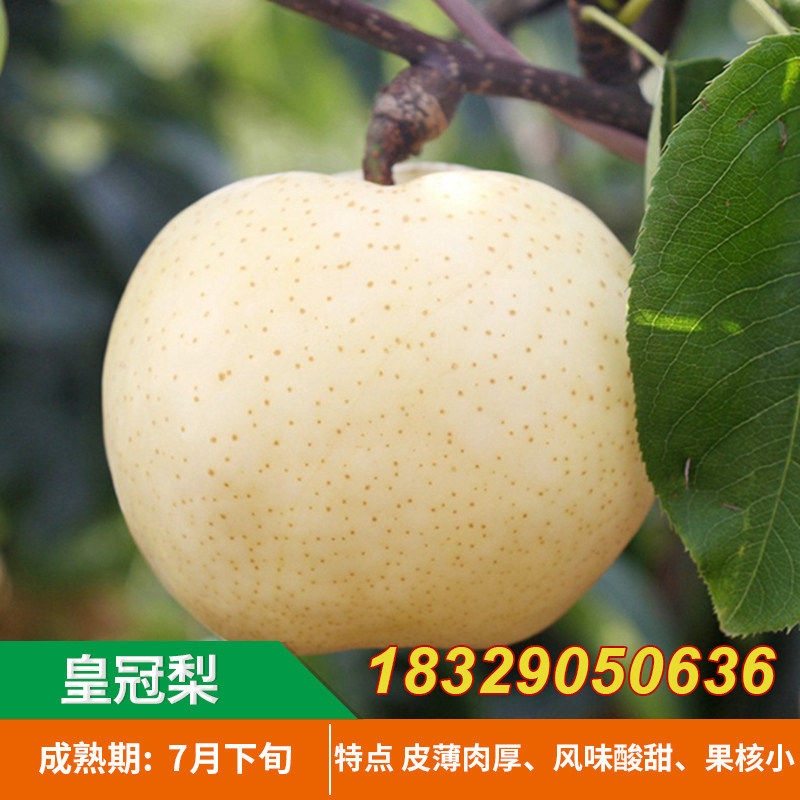 皇冠梨树苗 香梨莱阳梨水晶梨雪梨酥梨果树苗 南北方嫁接结果苗