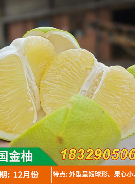 泰国青皮黄金柚子树苗 蜜柚水果苗 翡翠金柚南方种植柚子当年结果