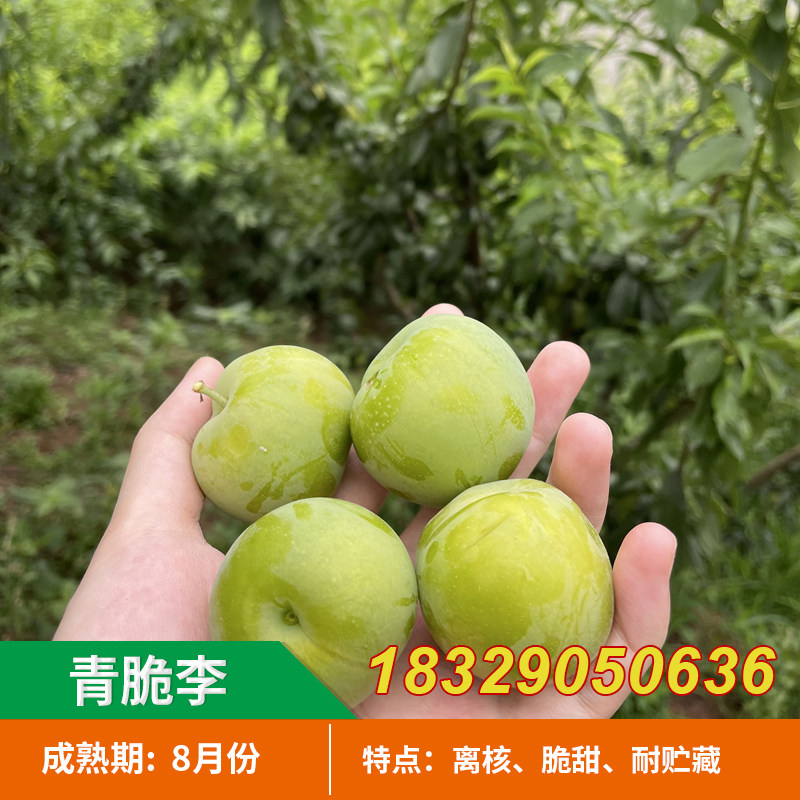 四川汶川晚熟青脆李树苗李子树苗脆李苗青脆李子嫁接苗脱骨李子苗