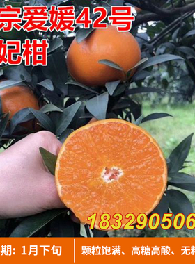 爱媛42号贵妃柑橘子树苗薄皮无籽爱媛38号桔子苗晚熟杂柑南方种植
