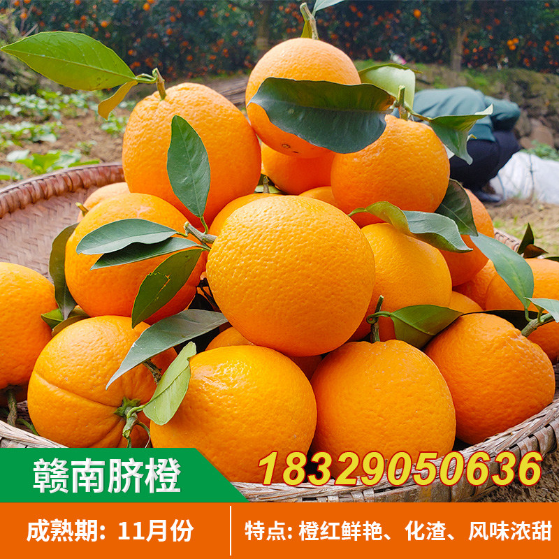 赣南脐橙苗南方种植江西纽荷尔橙子果苗血橙果树苗甜橙子水果苗