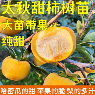 新品种柿子树苗日本甜柿苗嫁接太秋脆柿子树苗当年结果南北方种植