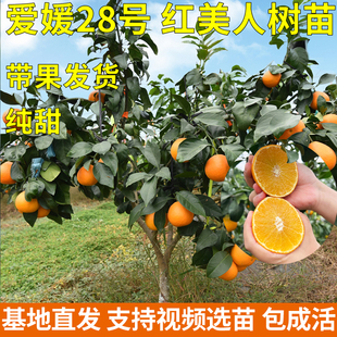 象山红美人树苗高甜爱媛28号露天地栽早熟无核橘子38号果冻橙树苗