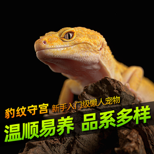 豹纹守宫幼体苗子活体蜥蜴入门爬宠活物新手懒人易养温顺异宠爬虫