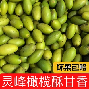 潮汕灵峰橄榄酥脆甘香金灶新鲜现摘生吃甘香青橄榄果正宗特产