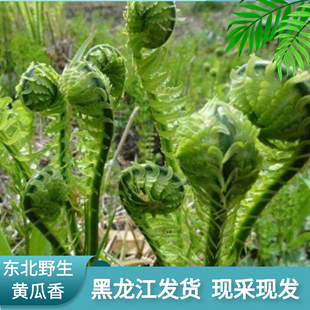 包邮 一斤 东北特产野生黄瓜香新鲜广东菜山野菜荚果蕨山菜拳头菜