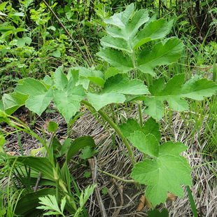 野生新鲜东北特产山野菜新鲜采摘山芹菜大叶芹黑瞎芹老山芹500克