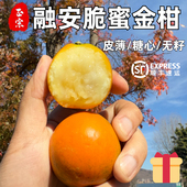 正宗融安脆蜜金桔5斤第三代金桔现摘新鲜水果纯甜桔子独立礼盒装