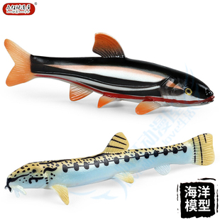 仿真动物实心模型中华花鳅花泥鳅雅罗鱼儿童早教认知塑胶玩具摆件