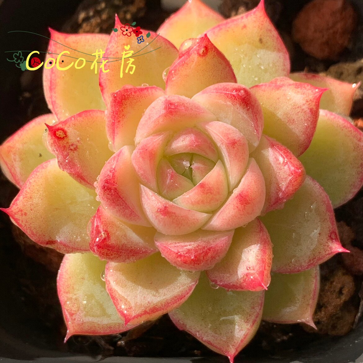 一物一拍 钻石女王多肉 精品杂交多肉植物盆栽 阳台装饰设计