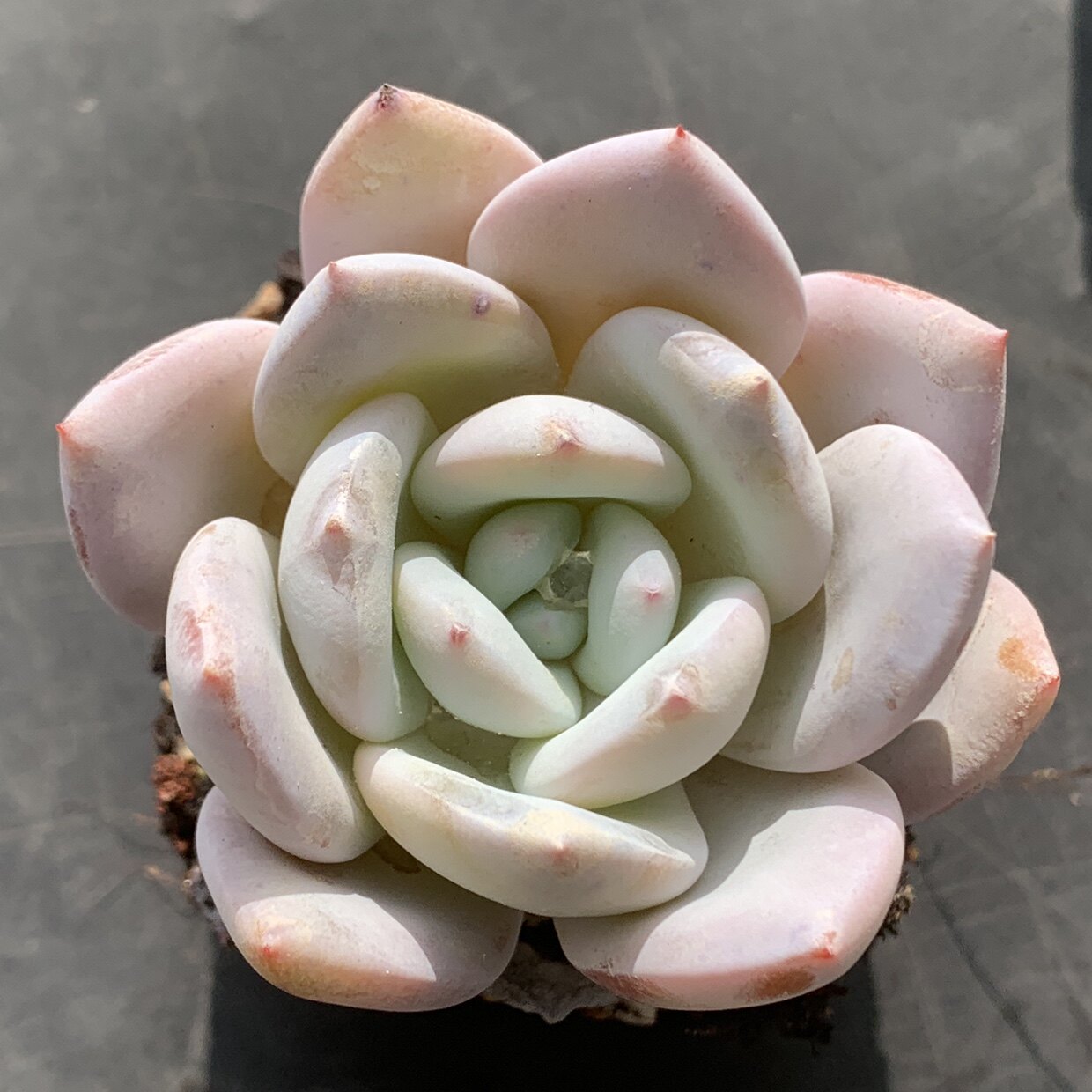 一物一拍 嫦娥多肉 阳台盆栽花卉植 精品稀有多肉植物 实图拍摄