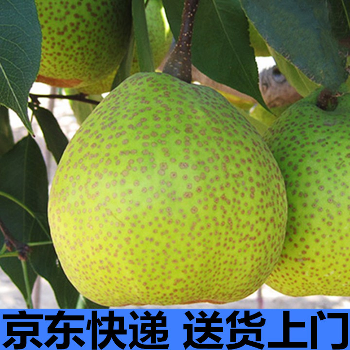 正宗莱阳梨新鲜烟台特产茌梨礼品团购礼盒装带箱10斤山东莱阳慈梨