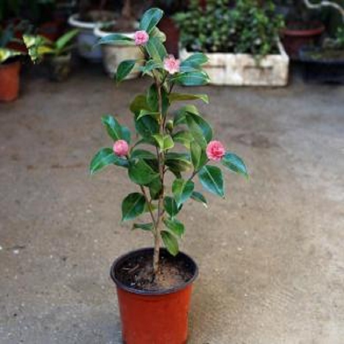 盆栽茶花苗四季香妃茶花盆栽带花苞浓香型庭院室内好养花卉植物茶花盆栽五色赤丹带原土四季香妃树苗山茶花盆栽室内烈香浓香型