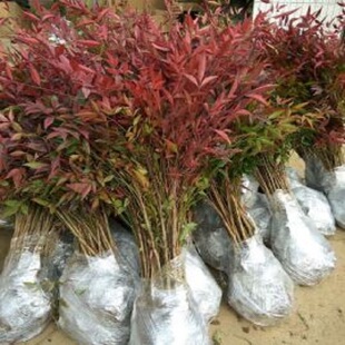 南天竹盆栽绿化苗木庭院植物绿化南天竹树苗南天竺红天竹蓝天竹