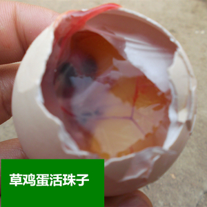 苏北农家特产（13天生）活珠子 鸡胚蛋凤凰蛋活珠子30枚装