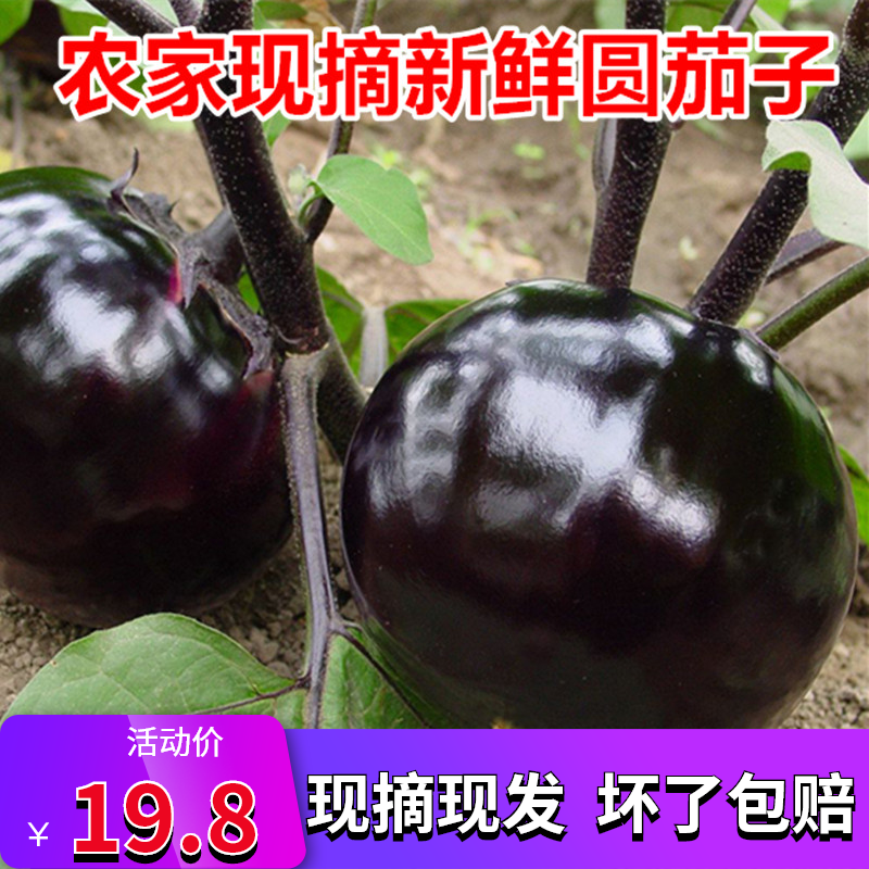 山东现摘时令圆茄子新鲜蔬菜紫茄子嫩茄子农家自种5斤包邮