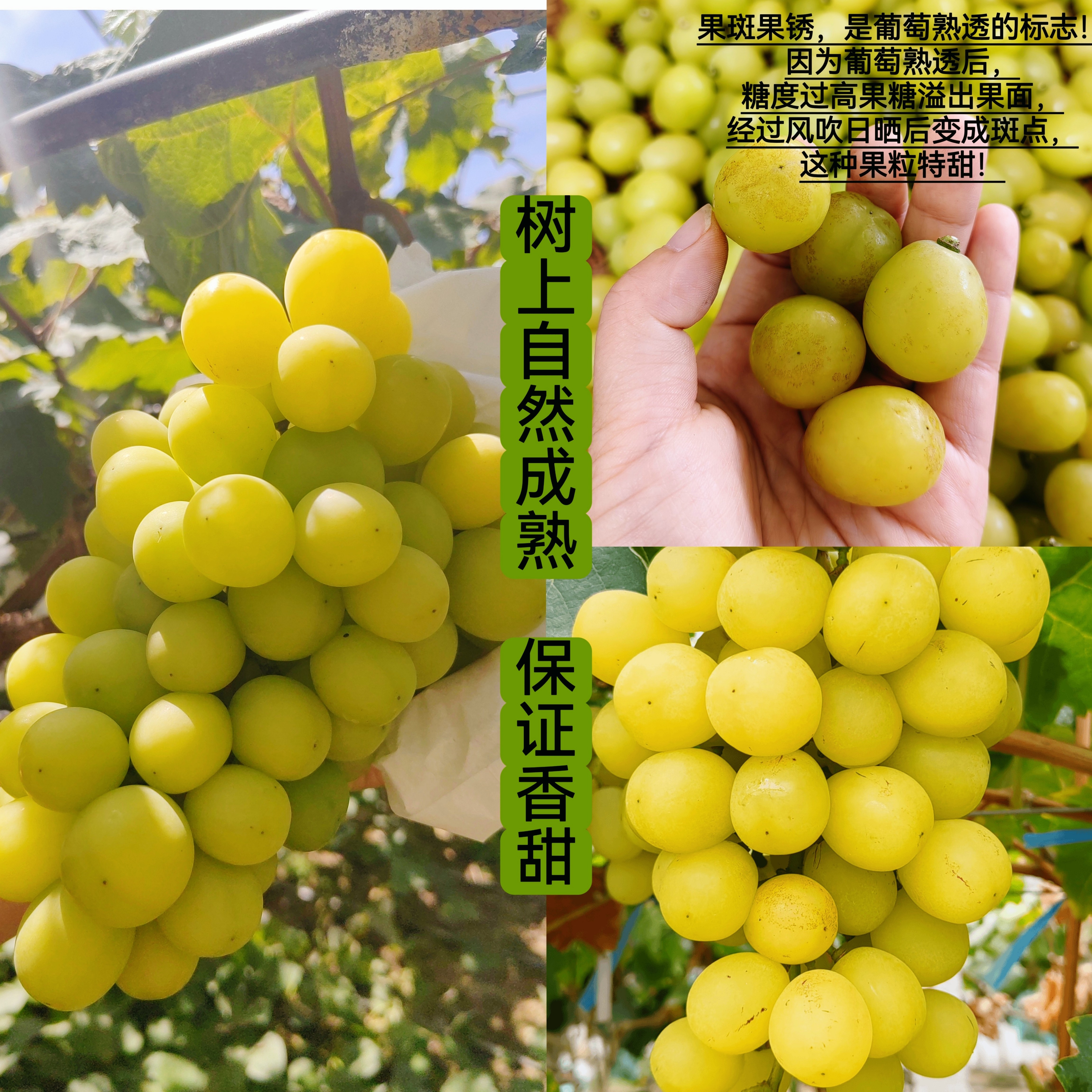 孕妇葡萄黄色阳光玫瑰当季新鲜水果树上自然熟香甜正宗口感好