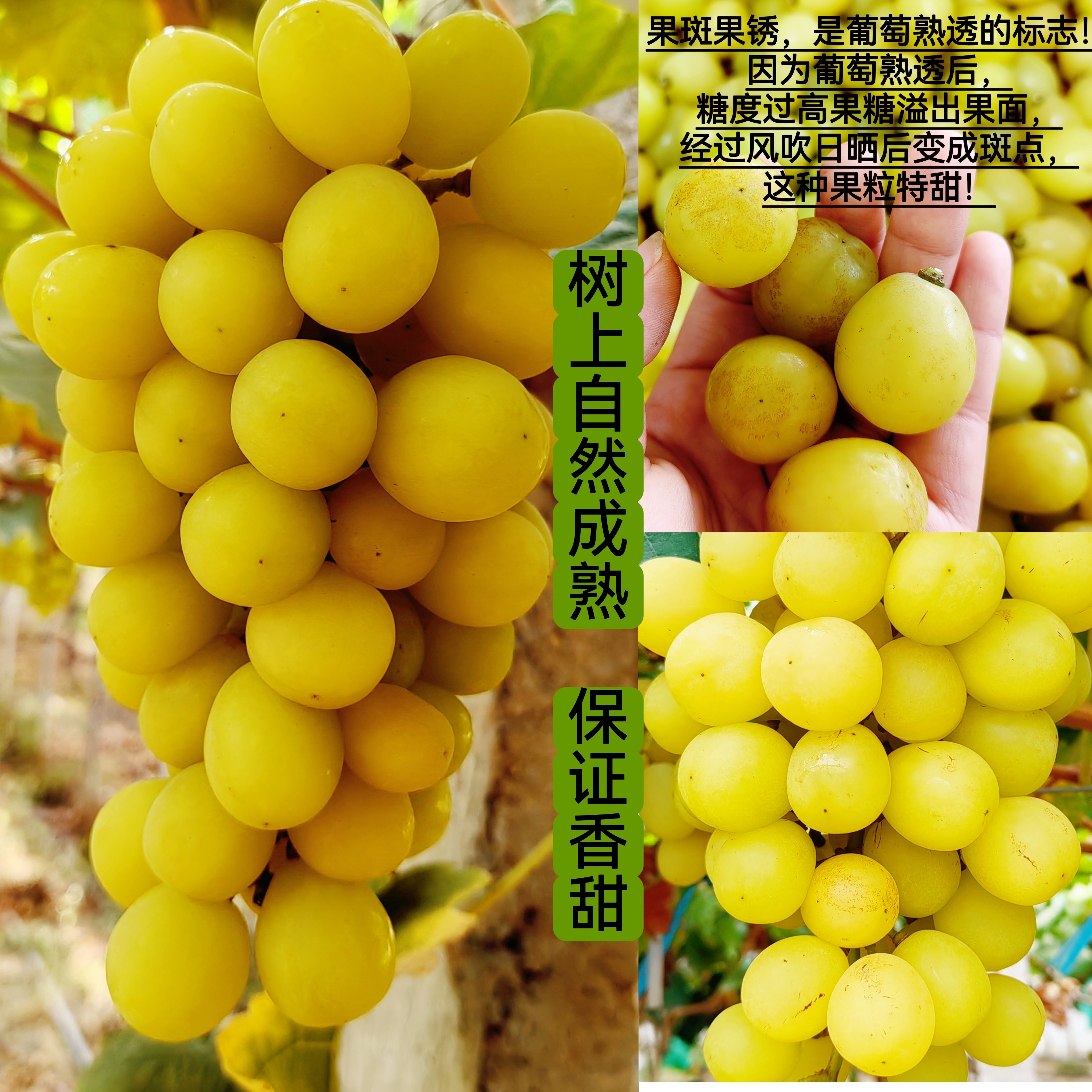 孕妇葡萄黄色阳光玫瑰当季新鲜水果树上自然熟香甜正宗口感好