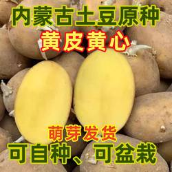 内蒙【黄皮黄心土豆原种/微发芽/可自种】乌兰察布武川土豆种子块