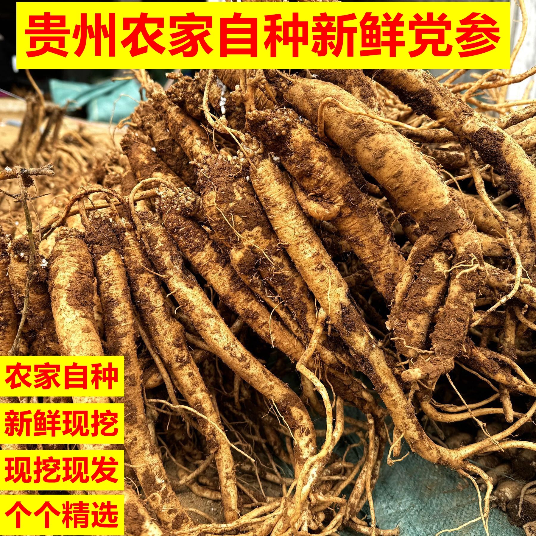 贵州土特产高山新鲜党参威宁党参产地直发煲汤现挖现发新鲜蔬菜,水产肉类/新鲜蔬果/熟食,其它,淘宝优惠券,粉丝福利购,淘宝优惠卷