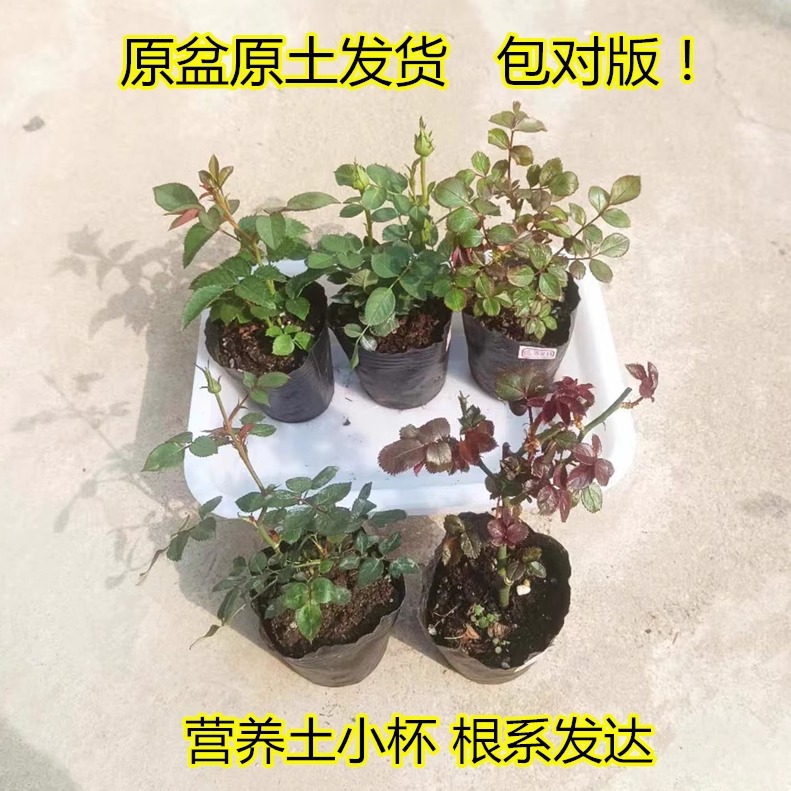 月季花苗花对版四季开花灌木花卉果汁金丝雀扦插小苗盆栽成活率高 鲜花速递/花卉仿真/绿植园艺 月季/蔷薇/玫瑰 原图主图