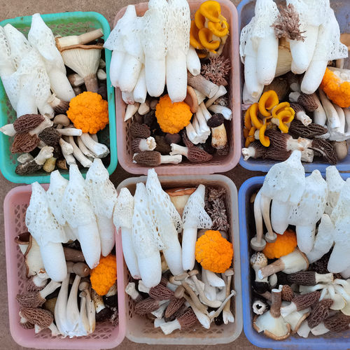 羊肚菌鸡油菌鸡枞十种新鲜菌汤包