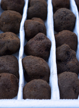 现货新鲜野生黑松露菌成熟黑色云南块菌猪拱菌白松露野生菌发顺丰