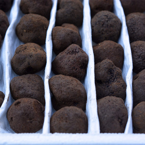 新鲜野生黑松露菌白松露云南块菌