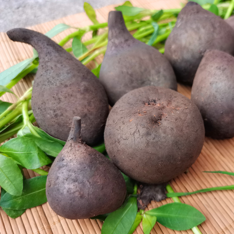 黑柄炭角菌新鲜乌灵参菌鸡枞胆