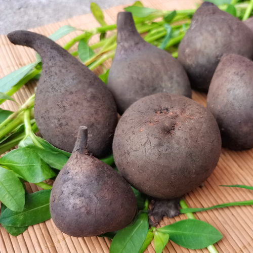 黑柄炭角菌新鲜乌灵参菌鸡枞胆