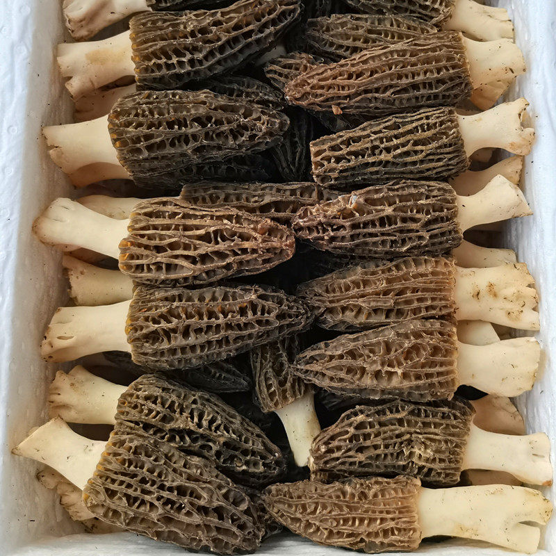 高品质新鲜羊肚菌野生栽培云南丽江土特产食用蘑菇送虫草包邮顺丰